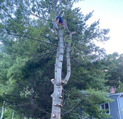 Herradura Tree Work & Remodeling