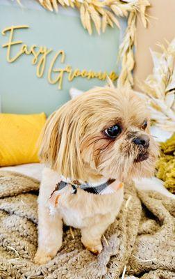 Easy Grooming Pet Solutions