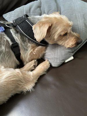 Linda's Pet Grooming