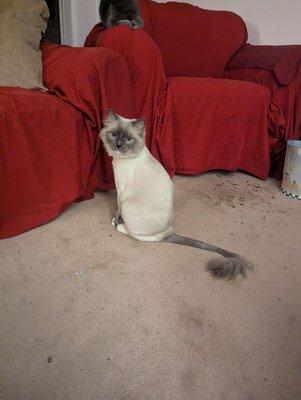 Acton's Groomingdales