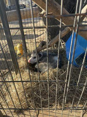 Nomad’s Animal Encounter