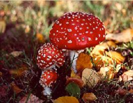 Microbial growth can come in many forms, colors, and varieties.