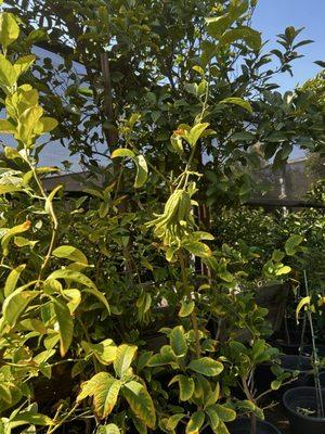 Buddha Hands Lemon Tree