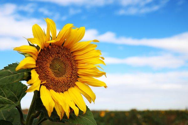 The Bartels Farm Pumpkin Patch