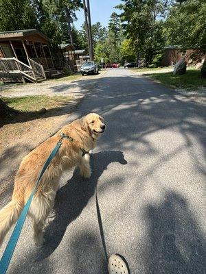 Charlie happily on a walk