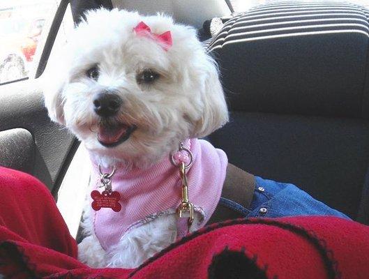 Smooches for Pooches pet sitting