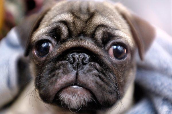 Marlowe | A.G. Geiger Fine Art Bookstore mascot