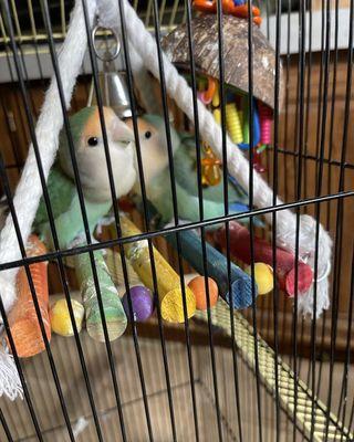 Southern Exotics Rescue