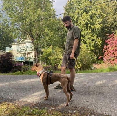 Stockman Dog Training