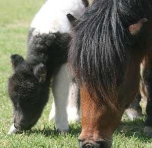 a few days old munchin' with mom