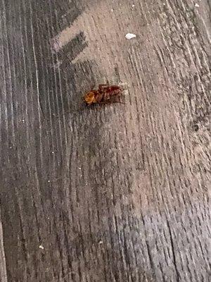 Global Integrity Realty Corporation