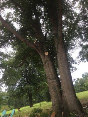 Morgan's Tree Service