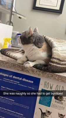 Julie getting burritoed