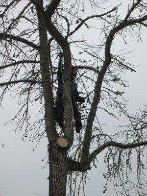 Artistic Arborist