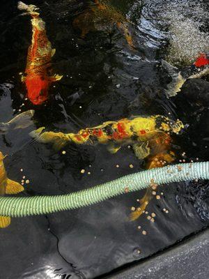 Koimadura International