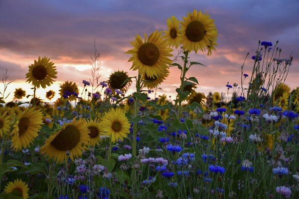 The Oregon Country Store