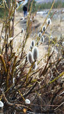 North Fork Eagle River Trailhead