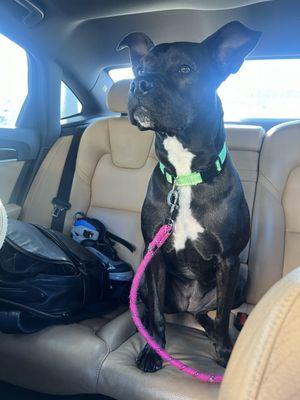 GreterGucci on her way to the vet Lidia :)