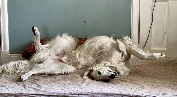 Ashland Veterinary Hospital