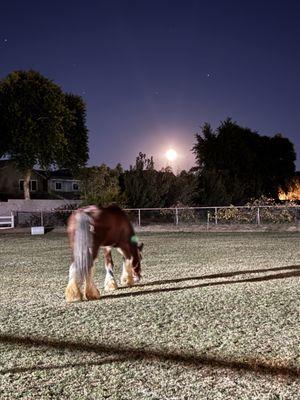 USA Clydesdale Preservation Foundation