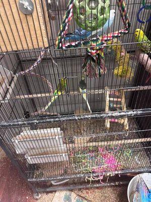 Flippin' Pawsome Dog Training & Care