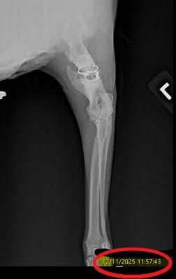 Stanford Veterinary Hospital