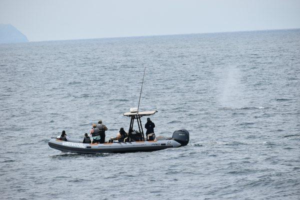 Adventure Whale Watching