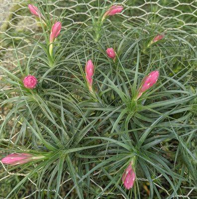 Tillandsia International