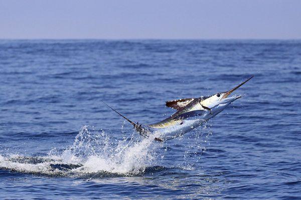 Ecuagringo - Marlin Fishing