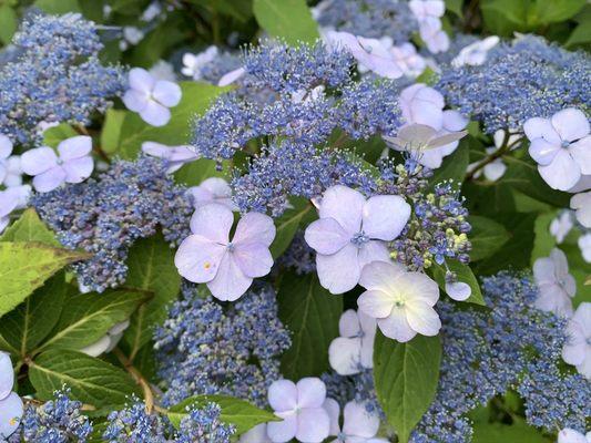 Redwood Nursery & Garden Center