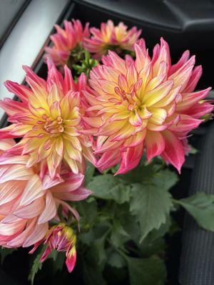 Dahlias