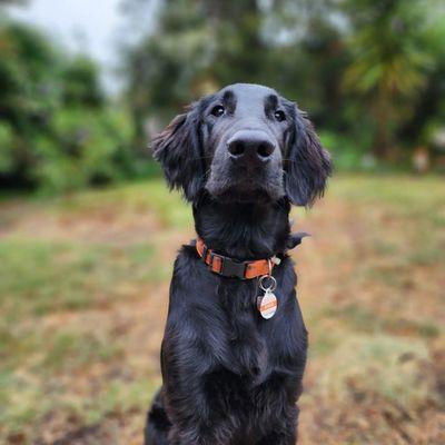 Good to the Bone Dog