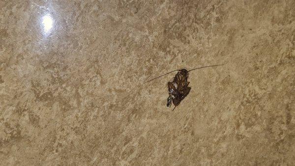 First Surgical Hospital