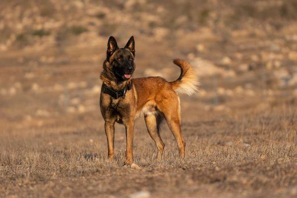 Israel Protection K9