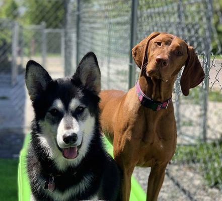 Dogtown Huber Heights