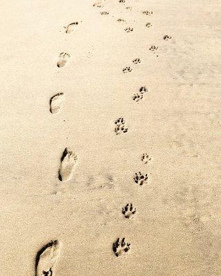 Doggin’ Around Pet Care