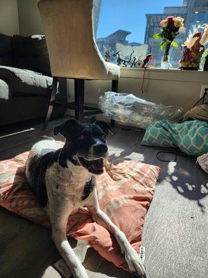 My girl loving the natural sunlight that filters in through the huge window!