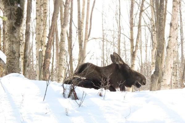 Russian Jack Springs Park