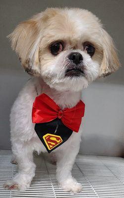 Rose's Grooming House