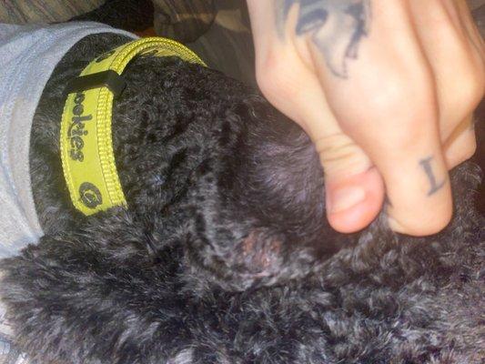 Dennis Rodman's ear K9 Crew Cuts!