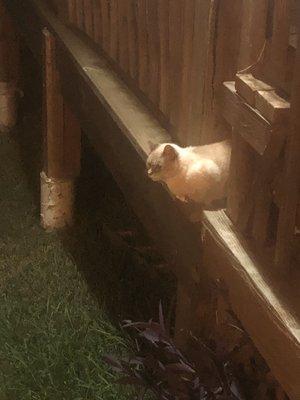 Local cat the post takes care of