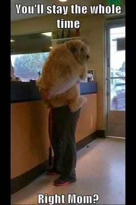 Bonejour Mobile Grooming