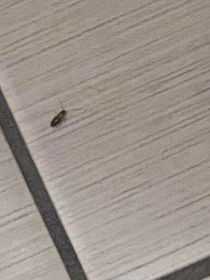 1 of the many baby roaches in the bathroom
