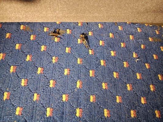 Dead crickets next to the bed