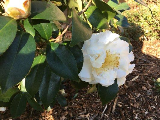 Steve Miller Gardens