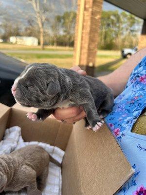 Panhandle Veterinary Services