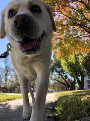 Dog Bone Pet Sitting & Dog Walking