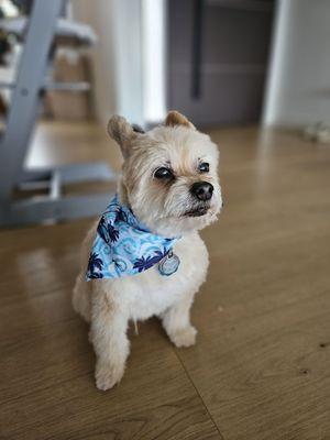 Quick Grooming Pet Salon