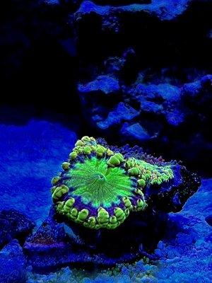 Kung Fu Corals