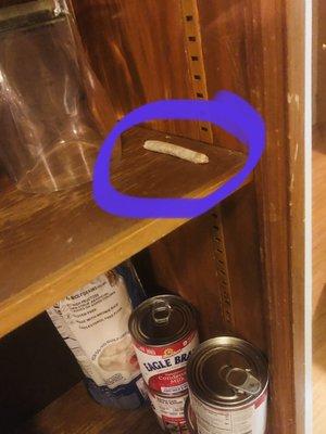 Leakey Springs Cabins